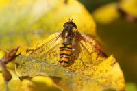 Episyrphus balteatus