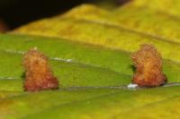 Hartigiola annulipes