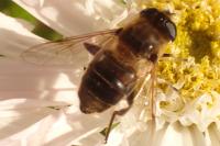 Eristalis tenax