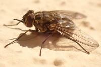Stomoxys calcitrans