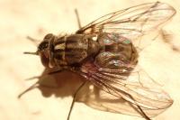 Stomoxys calcitrans