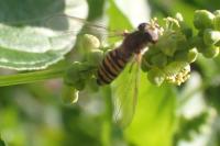 Episyrphus balteatus
