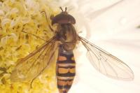 Episyrphus balteatus