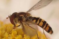 Episyrphus balteatus
