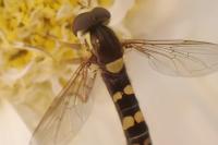 Episyrphus balteatus