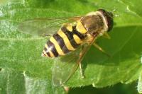 Syrphus torvus