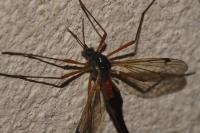 Tanyptera atrata