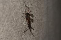 Tanyptera atrata