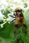 Volucella inflata