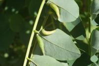 Obolodiplosis robiniae