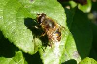 Eristalis tenax
