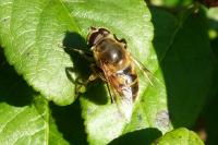 Eristalis tenax