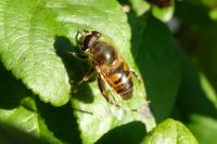 Eristalis tenax