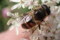 Eristalis tenax