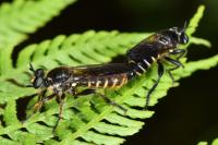 Choerades marginata