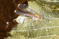 Poecilobothrus nobilitatus