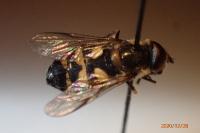 Didea intermedia