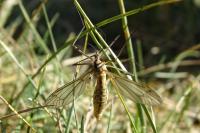Tipula vernalis