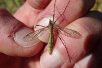 Tipula vernalis
