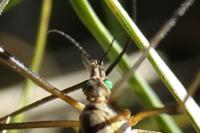 Tipula vernalis