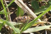 Episyrphus balteatus