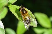 Epistrophe eligans
