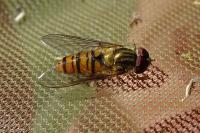 Episyrphus balteatus