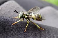 Chrysotoxum bicinctum