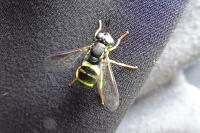 Chrysotoxum bicinctum