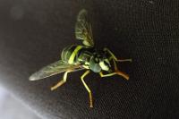 Chrysotoxum bicinctum