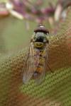 Episyrphus balteatus