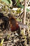 Bombylius discolor