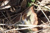 Bombylius major