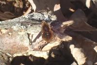 Bombylius major