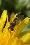 Sphaerophoria scripta