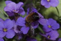 Bombylius discolor