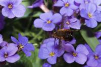 Bombylius discolor