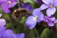 Bombylius discolor