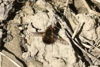 Bombylius discolor