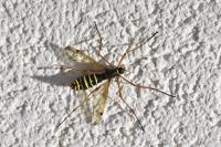 Ctenophora flaveolata
