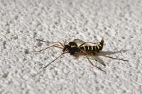 Ctenophora flaveolata