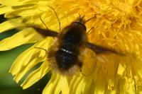 Bombylius major
