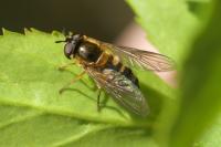 Epistrophe eligans