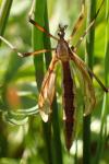 Pedicia rivosa