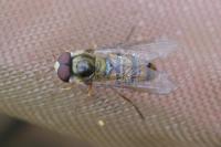 Episyrphus balteatus