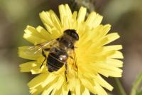 Eristalis tenax