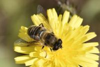 Eristalis tenax