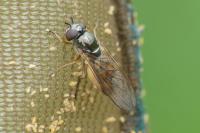 Melanostoma mellinum