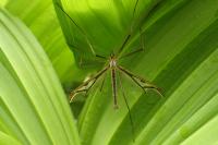 Pedicia rivosa