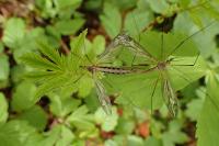 Tipula vittata
